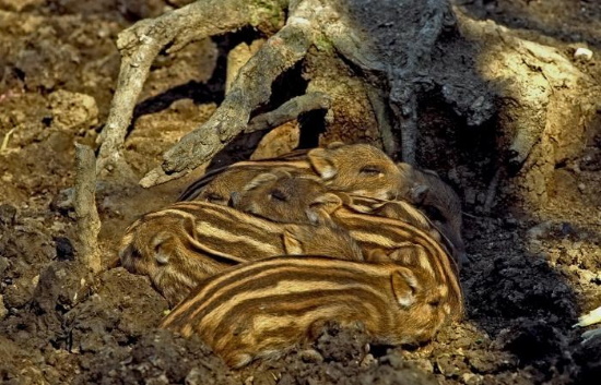 Die hell längsgestreiften Frischlinge bleiben die ersten 10 - 14 Tage sorgsam versteckt im Nest (Bild: Maximilian Dorsch) Die hell längsgestreiften Frischlinge bleiben die ersten 10 - 14 Tage sorgsam versteckt im Nest (Bild: Maximilian Dorsch)