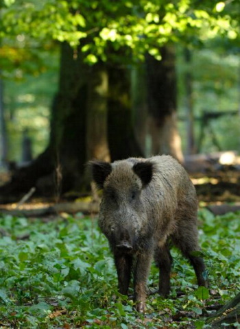 Feucht- oder Sudelstellen sind lebenswichtig für die Wildschweine (Bild: Maximilian Dorsch) Feucht- oder Sudelstellen sind lebenswichtig für die Wildschweine (Bild: Maximilian Dorsch)