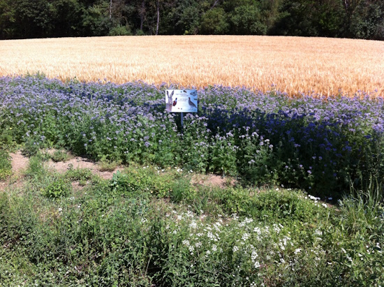 Blühwiese - Nahrung und Versteck für Rebhuhn - Fasan - Hase - Insekten und Käfern (Bild: © Neckermann)