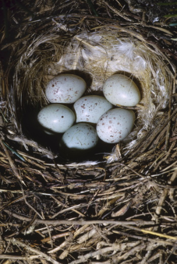 Gelege mit sechs Eiern, des Bluthänflings (Bild: © Naturfoto Frank Hecker)