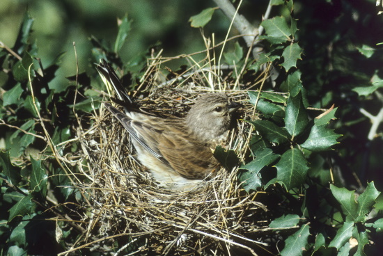 Bluthänfling-Weibchen im napfförmigen Nest (Bild: © Naturfoto Frank Hecker)