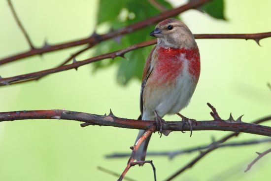 Im Sommer zeigt sich das Bluthänfling-Männchen in seinen schönsten Kleidern (Bild: © Dirk Schieder)