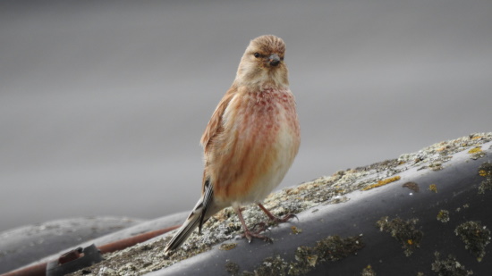 Auch werden die Baumsamen von Pappeln, Birken und Erlen gefressen (Bild: © Stefan Wehr)