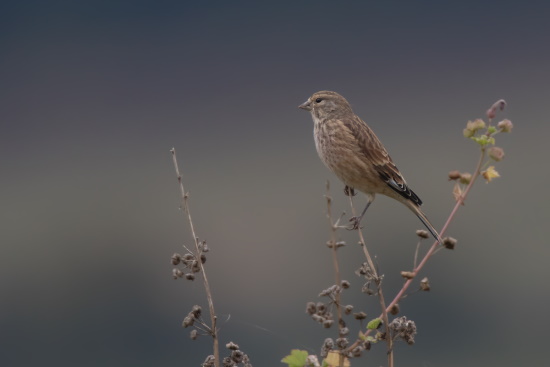 Weibchen des Bluthänflings (Bild: © Gunther Zieger)