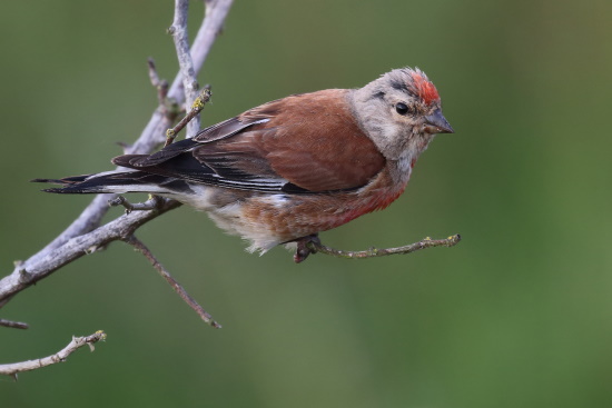 Bluthänfling im Prachtkleid (Bild: © Dirk Schieder)