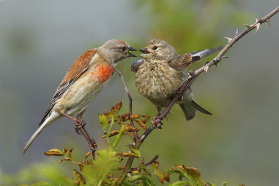 Bluthänfling-Männchen füttert junges Weibchen (Bild: © Stefan Pfützke)