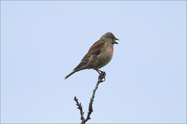 Freue mich immer, wenn ich den wohlklingenden Gesang des Bluthänflings höre (Bild: © Michael Stegerwald)