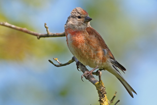 Die Ausdehnung der roten Farbe auf Brust und Stirn, in seinem Prachtkleid, kann variieren (Bild: © Dirk Schieder)