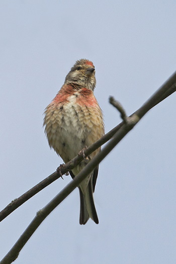 Im Frühjahr sitzen die Männchen gerne auf Buschspitzen (Bild: © Michael Stegerwald)