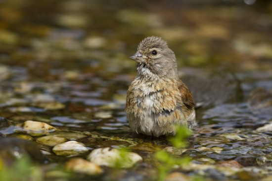 Bluthänfling-Weibchen beim Baden und säubern des Gefieders (Bild: © Fotonatur.de / Holger Duty)