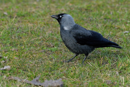 Coloeus monedula gehört zu den Rabenvögeln (Bild: Michael Schiller) Coloeus monedula gehört zu den Rabenvögeln (Bild: Michael Schiller)