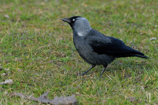 Coloeus monedula gehört zu den Rabenvögeln (Bild: Michael Schiller)