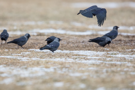 Der kleine Rabenvogel liebt auch glänzende Früchte wie Kirschen (Bild: Gunther Zieger)