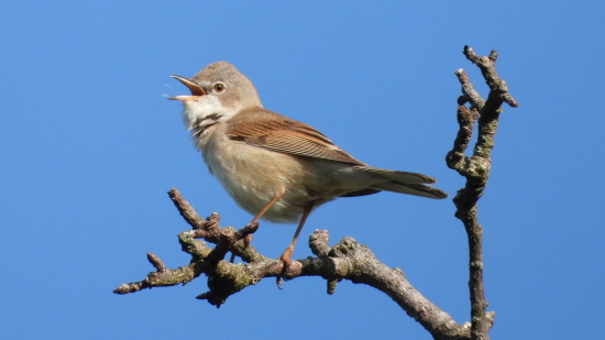 Singendes Dorngrasmücken-Männchen - ihr Gesang passt zum dornigen Lebensraum (Bild: Stefan Wehr)