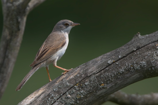 Dorngrasmücken benötigen Wildkrautfluren und Saumgesellschaften (Bild: Gunther Zieger)