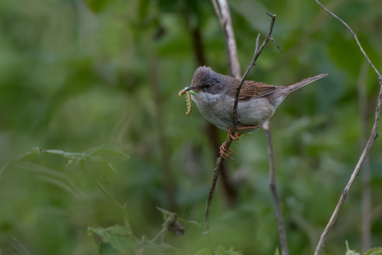 Ein Männchen trägt eine Raupe zum Nest (Bild: Gunther Zieger)