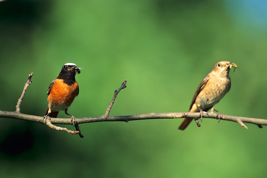 Gartenrotschwanz-Pärchen mit Nahrung für den Nachwuchs (Bild: © Raimund Linke) Gartenrotschwanz-Pärchen mit Nahrung für den Nachwuchs (Bild: © Raimund Linke)