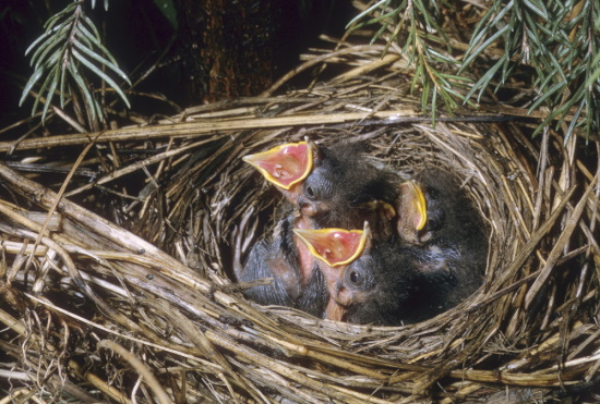 Im Nest bettelnde und sperrende Küken der Goldammer (Bild: © Frank Hecker)