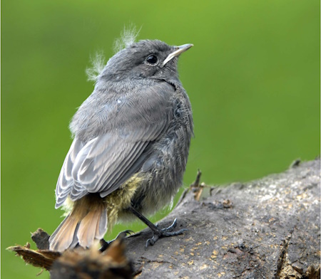 Hausrotschwanz-Jungvogel - charakteristisch der Stummelschwanz (Bild: © Maximilian Dorsch) Hausrotschwanz-Jungvogel - charakteristisch der Stummelschwanz (Bild: © Maximilian Dorsch)