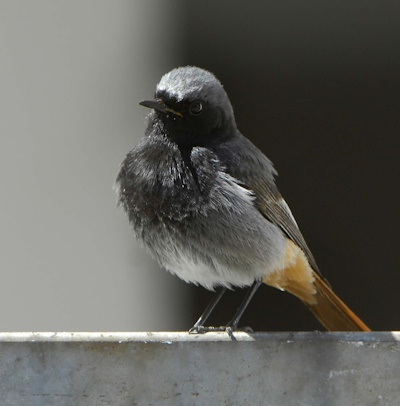 Hausrotschwanz-Männchen (Bild: © Maximilian Dorsch)