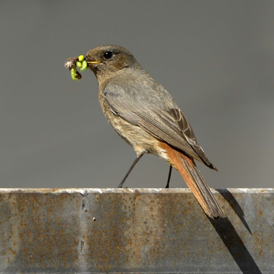 Hausrotschwanz-Weibchen mit Beute (Bild: © Maximilian Dorsch) Hausrotschwanz-Weibchen mit Beute (Bild: © Maximilian Dorsch)