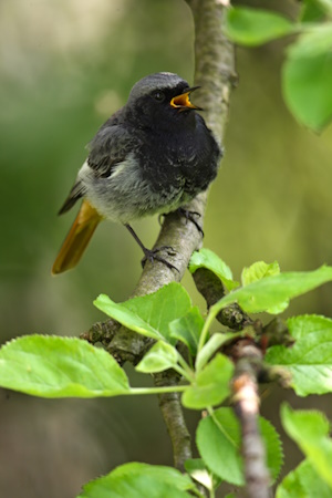 Singendes Hausrotschwanz-Männchen (Bild: © Fokus-Natur Pröhl)