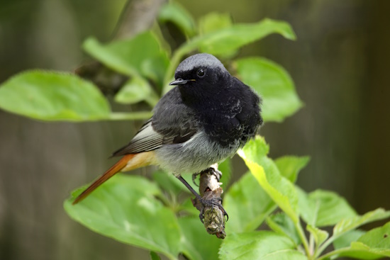 Der Hausrotschwanz - Vogel des Jahres 2025 - hier ein Männchen (Bild: Fokus-Natur Pröhl) Der Hausrotschwanz - Vogel des Jahres 2025 - hier ein Männchen (Bild: Fokus-Natur Pröhl)