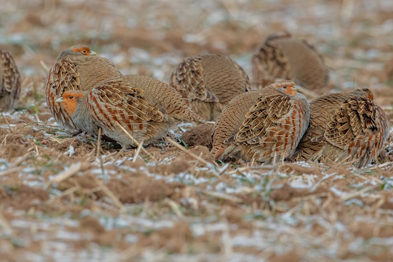 Leider sind solche "Ketten" in der ausgeräumten Natur nur noch selten zu beobachten (Bild: © Gunther Zieger)