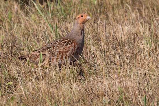 Rebhuhn-Männchen - gut zu sehen, das rotbraune Gefieder um die Augen (Bild: © Gunther Zieger) Rebhuhn-Männchen - gut zu sehen, das rotbraune Gefieder um die Augen (Bild: © Gunther Zieger)