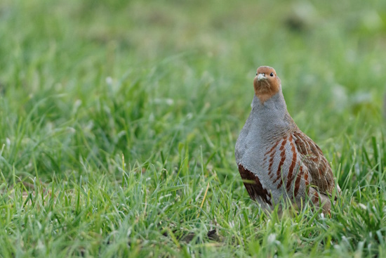 Die Männchen tragen einen deutlicheren Brustfleck (Bild: © Stefan Pfützke) Die Männchen tragen einen deutlicheren Brustfleck (Bild: © Stefan Pfützke)