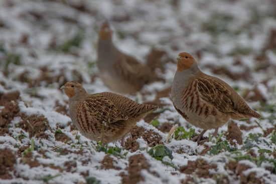 Rebhühner sind bei uns in Deutschland Standvögel (Bild: © Gunther Zieger)