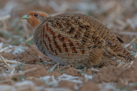 Rebhühner, da Standvögel, sind das ganze Jahr auf ein ausreichendes Nahrungsangebot angewiesen (Bild: © Gunther Zieger)