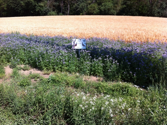 Entstandene Blühwiese - in einer sonst intensiven Landwirtschaft (Bild: © Neckermann) Entstandene Blühwiese - in einer sonst intensiven Landwirtschaft (Bild: © Neckermann)