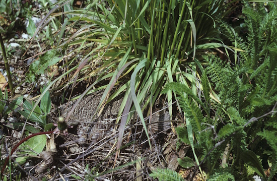 Gut getarnt hat das Rebhuhn-Weibchen ihr Nest (Bild: © Naturfoto Frank Hecker)