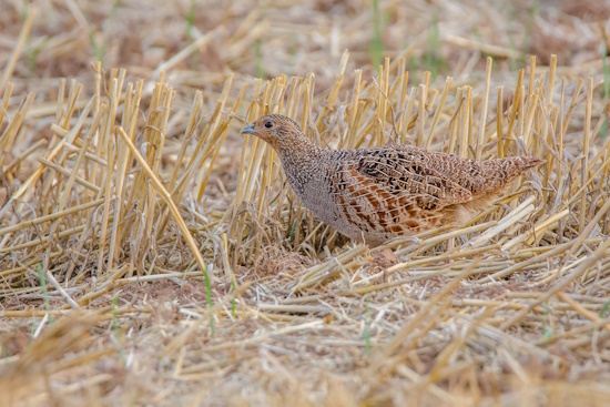 Junges Rebhuhn auf Nahrungssuche (Bild: © Gunther Zieger)