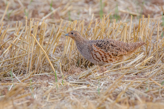 Junges Rebhuhn auf Nahrungssuche (Bild: © Gunther Zieger) Junges Rebhuhn auf Nahrungssuche (Bild: © Gunther Zieger)