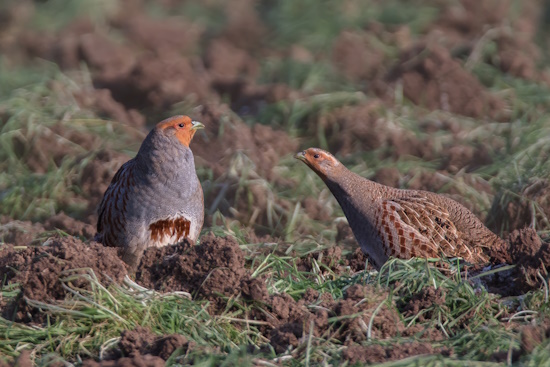 Rebhuhn-Paar - links das Männchen - rechts das Weibchen (Bild: © Gunther Zieger)