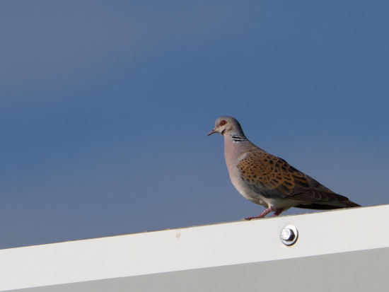 Die Turteltaube ist ein Charaktervogel der Mittelmeerländer und wird nach Norden hin immer seltener (Bild: Markus Glässel)