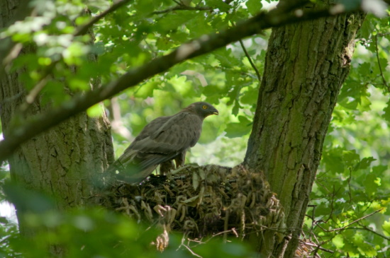 Wespenbussard-Männchen am Horst (Bild: Thomas Stephan)