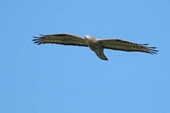 Wespenbussard-Männchen - gut am vorgestreckten Kopf zu erkennen (Bild: Dirk Schieder) Wespenbussard-Männchen - gut am vorgestreckten Kopf zu erkennen (Bild: Dirk Schieder)