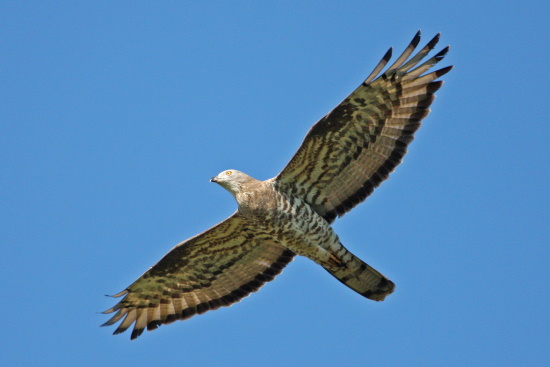 Der Wespenbussard ist eine Vogelart aus der Familie der Habichtartigen (Bild: Dirk Schieder)