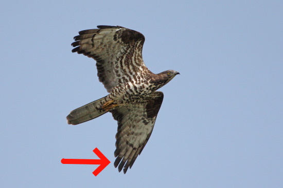 Ein Erkennungszeichen ist das Flugbild mit den nach unten gebogenen Flügeln (Bild: Dirk Schieder) Ein Erkennungszeichen ist das Flugbild mit den nach unten gebogenen Flügeln (Bild: Dirk Schieder)