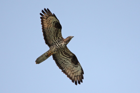 Der Wespenbussard - viele Menschen haben noch nie einen solchen Vogel gesehen (Bild: Dirk Schieder)