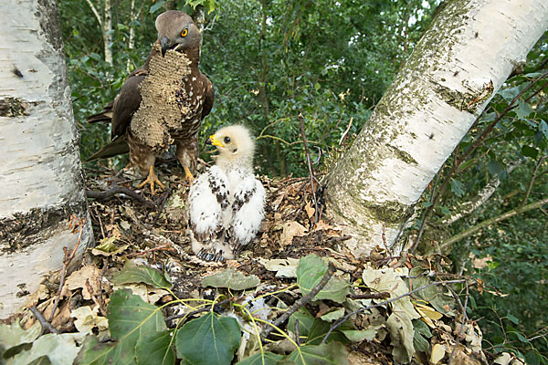 Hier bringt das Wespenbussard-Männchen seinem Nachwuchs eine Wespen-Wabe (Bild: Proehl / Fokus-natur)