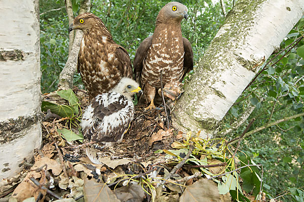Junger Wespenbussard mit den beiden Elterntieren im Horst (Bild: Proehl / Fokus-Natur) Junger Wespenbussard mit den beiden Elterntieren im Horst (Bild: Proehl / Fokus-Natur)