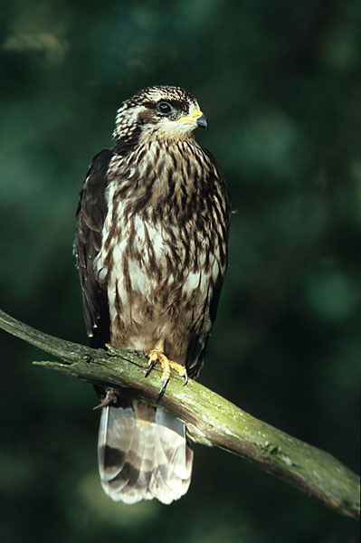 Jungvogel mit dunklen Augen und Gelb an der Schnabelbasis (Bild: Proehl / Fokus-Natur) Jungvogel mit dunklen Augen und Gelb an der Schnabelbasis (Bild: Proehl / Fokus-Natur)