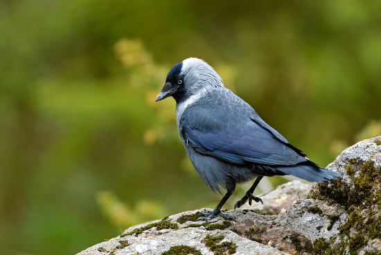 Die Dohle ist ein schlauer Vogel und ist bekannt für ihre "Intelligenz" (Bild: Raimund Linke) Die Dohle ist ein schlauer Vogel und ist bekannt für ihre "Intelligenz" (Bild: Raimund Linke)