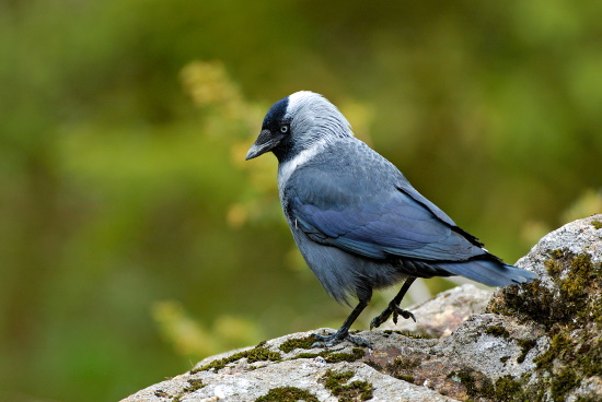 Die Dohle ist ein schlauer Vogel und ist bekannt für ihre "Intelligenz" (Bild: Raimund Linke)