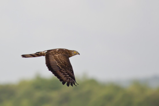 Bei diesem Flugbild ist gut zu erkennen, der lange gebänderte Schwanz (Bild: Gunther Zieger) Bei diesem Flugbild ist gut zu erkennen, der lange gebänderte Schwanz (Bild: Gunther Zieger)