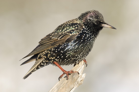 Der Star auch der Vogel des Jahres 2018 bleibt die Winter immer häufiger hier (Bild: Raimund Linke)